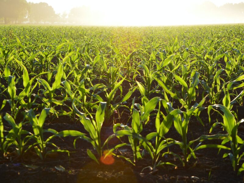 corn field during daytime